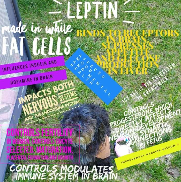 Leptin the master hormone Leptin Reset RX dr. jack kruse & jason yun 