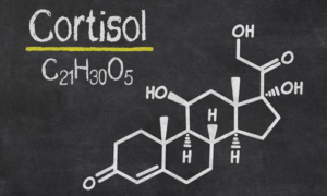 stress response hormones cortisol hilliard, ohio