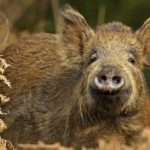 wild boar new albany fitness nutrition coach
