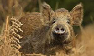 wild boar new albany fitness nutrition coach