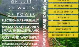 importance of electrons and mitochondria improvement warrior podacst jason yun