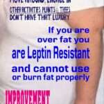 leptin resistance jason yun jack kruse new albany, ohio