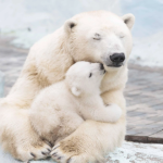 polar bears eat people jason yun wrong environment for health