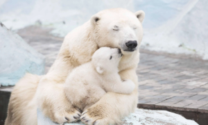 polar bears eat people jason yun wrong environment for health