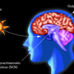 suprachiasmatic nucleus circadian rhythm brain health jason yun & dr. jack kruse