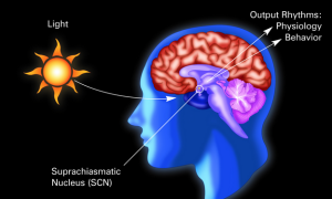 suprachiasmatic nucleus circadian rhythm brain health jason yun & dr. jack kruse