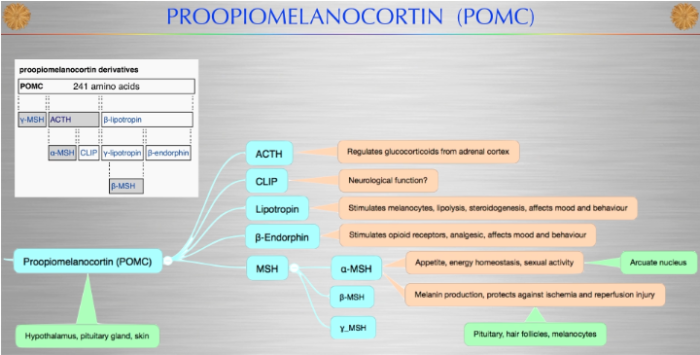 Proopiomelanocortin POMC pathway dr jack kruse blue sync ra optics sunglasses