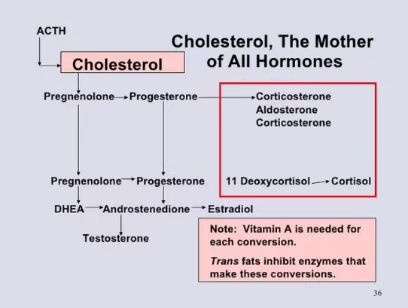 cholesterol is master of all hormones jason yun 
